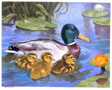 canards